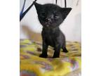 Adopt Dove a Domestic Short Hair