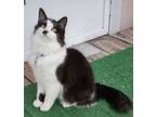 Adopt Stash (bonded with Ying) a Domestic Long Hair