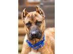 Adopt Meatball a Cane Corso, Belgian Shepherd / Malinois