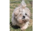 Adopt Teddy a Shih Tzu, Lhasa Apso