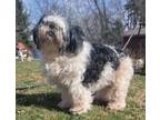 Adopt Kirby a Shih Tzu, Lhasa Apso