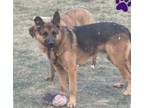 Adopt Reuben a German Shepherd Dog