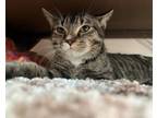 Adopt Simon a Domestic Short Hair