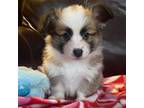 Pembroke Welsh Corgi Puppy for sale in Lacey, WA, USA