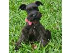 Schnauzer (Miniature) Puppy for sale in Murfreesboro, TN, USA