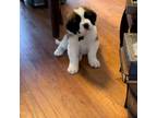 Saint Bernard Puppy for sale in Goldsboro, NC, USA