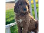 Goldendoodle Puppy for sale in Bedford, PA, USA