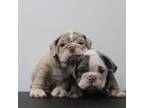 Bulldog Puppy for sale in Irvine, CA, USA