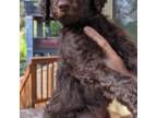 Zeus - AKC Standard Poodle