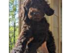 Athena - AKC Standard Poodle