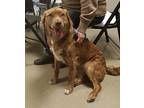 Marky-In a foster home Nova Scotia Duck-Tolling Retriever Young Male