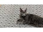 Ash Domestic Shorthair Adult Male