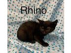 Rhino Domestic Shorthair Young Female
