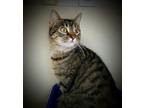 Mashed Potato Domestic Shorthair Adult Female