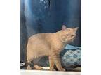 Trickster Domestic Shorthair Adult Male