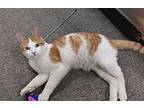 Blaze Domestic Shorthair Young Male