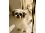 Missy Shih Tzu Adult Female