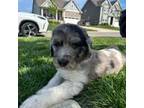 Mutt Puppy for sale in Murfreesboro, TN, USA