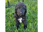 Mutt Puppy for sale in Murfreesboro, TN, USA