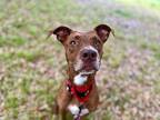 Ember Spice American Pit Bull Terrier Adult Female
