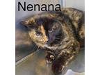 Nenana Domestic Shorthair Adult Female