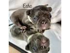 French Bulldog Puppy for sale in Elkton, KY, USA