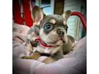 French Bulldog Puppy for sale in Elkton, KY, USA