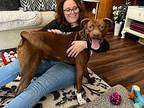 Denver Wiggles American Pit Bull Terrier Adult Male