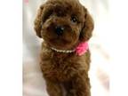 Cavapoo Puppy for sale in Monee, IL, USA