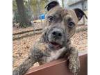 Bruno American Pit Bull Terrier Adult Male