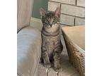 Apollo Domestic Shorthair Kitten Male