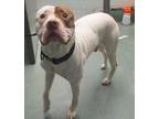 Ace American Staffordshire Terrier Adult Male