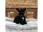 Schnauzer (Miniature) Puppy for sale in Stonewall, OK, USA
