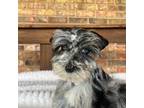 Schnauzer (Miniature) Puppy for sale in Stonewall, OK, USA