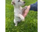 Parson Russell Terrier Puppy for sale in Federal Way, WA, USA