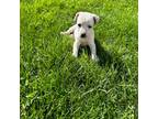 Parson Russell Terrier Puppy for sale in Federal Way, WA, USA