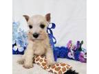 Schnauzer (Miniature) Puppy for sale in Hugo, OK, USA