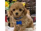 Poodle (Toy) Puppy for sale in Alexandria, LA, USA