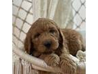 Goldendoodle Puppy for sale in Bedford, PA, USA