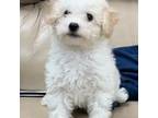 Bichon Frise Puppy for sale in Wrightsville, GA, USA