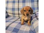 Dachshund Puppy for sale in Greensburg, PA, USA
