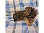 Dachshund Puppy for sale in Greensburg, PA, USA