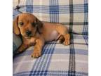 Dachshund Puppy for sale in Greensburg, PA, USA