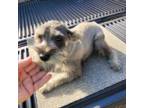 Schnauzer (Miniature) Puppy for sale in Bryant, AL, USA