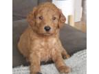 Goldendoodle Puppy for sale in Skamokawa, WA, USA