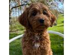 Cavapoo Puppy for sale in Millersburg, OH, USA