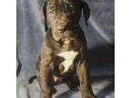 Great Dane Puppy for sale in Mohawk, NY, USA