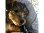 Welsh Terrier Puppy for sale in Johnstown, CO, USA