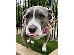 Tessa, American Pit Bull Terrier For Adoption In Redlands, California