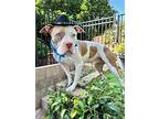 Ziggy, American Pit Bull Terrier For Adoption In Redlands, California